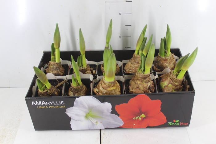 <h4>AMARYLLIS P14 VERMELHO MIN 2 HT</h4>