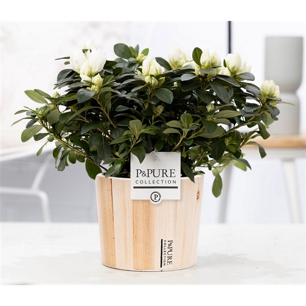 <h4>1st class Azalea white in P&PURE Pure Wood 5</h4>