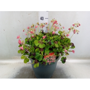 Oxalis tetraphylla 'Iron Cross'