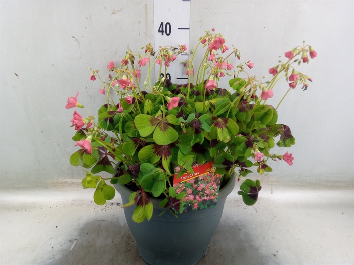 <h4>Oxalis tetraphylla 'Iron Cross'</h4>
