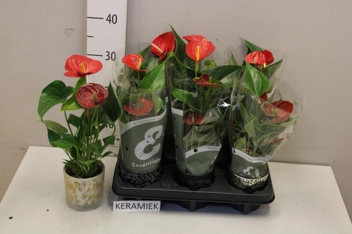 <h4>ARR ANTHURIUM</h4>