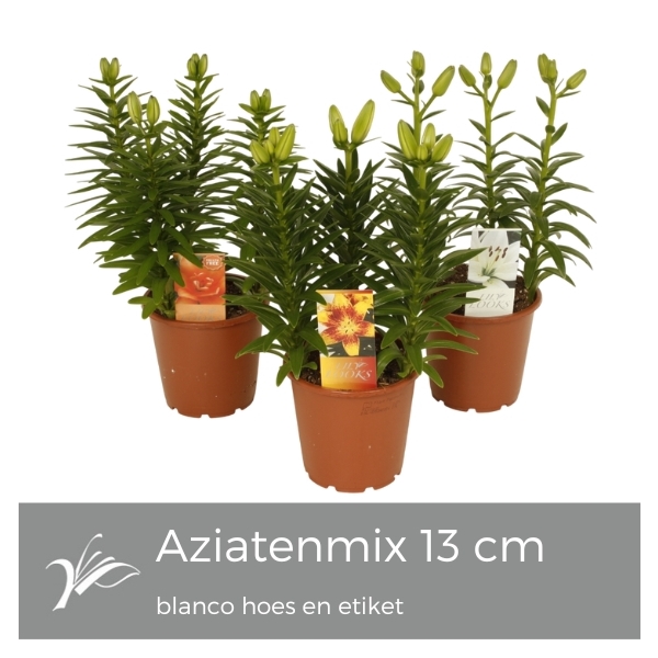 <h4>Lilium Tiny mix blanco hoes+etiket (az. lelie)</h4>