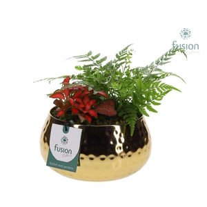 Schaal Indian metaal goud met Arrangement