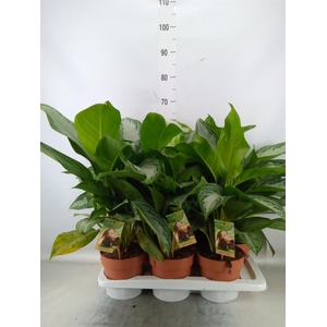 Aglaonema  'Silver Bay'