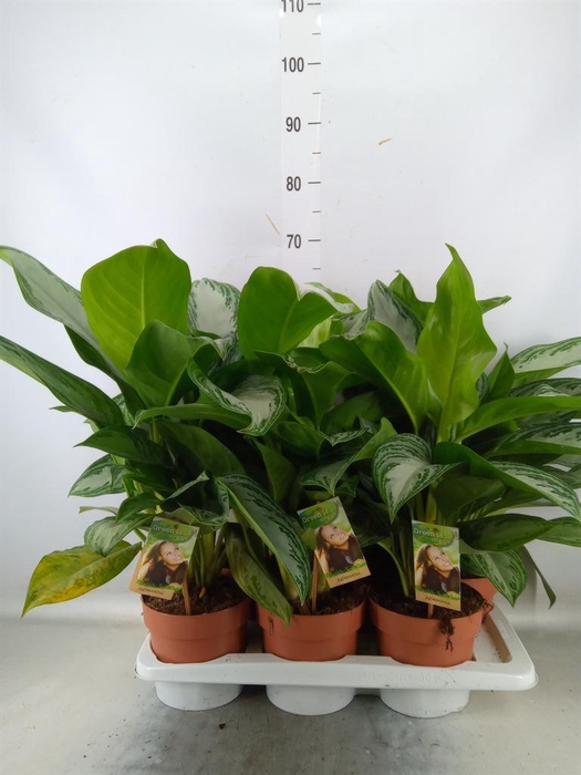 <h4>Aglaonema 'Silver Bay'</h4>