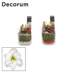 Hippeastrum Wit 2 Knop Claudia glas KERST (Decorum)