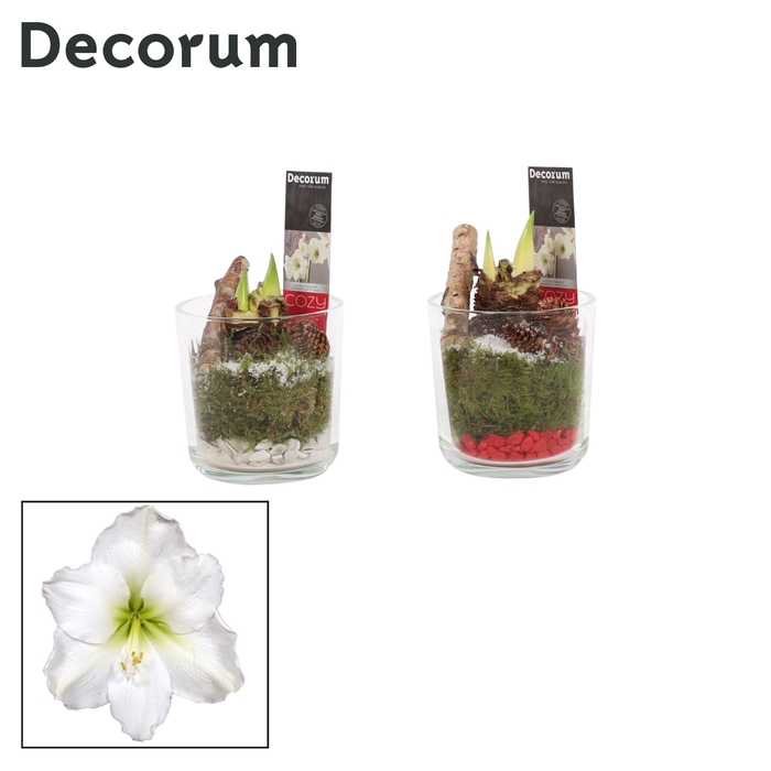 <h4>Hippeastrum Wit 2 Knop Claudia glas KERST (Decorum)</h4>