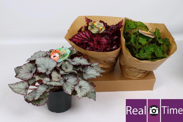 <h4>BEG BEL GEM</h4>