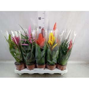 Bromelia   ...mix 10