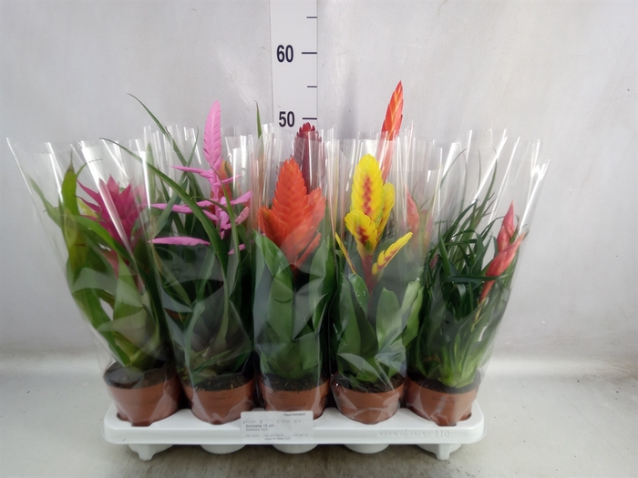 Bromelia   ...mix 10