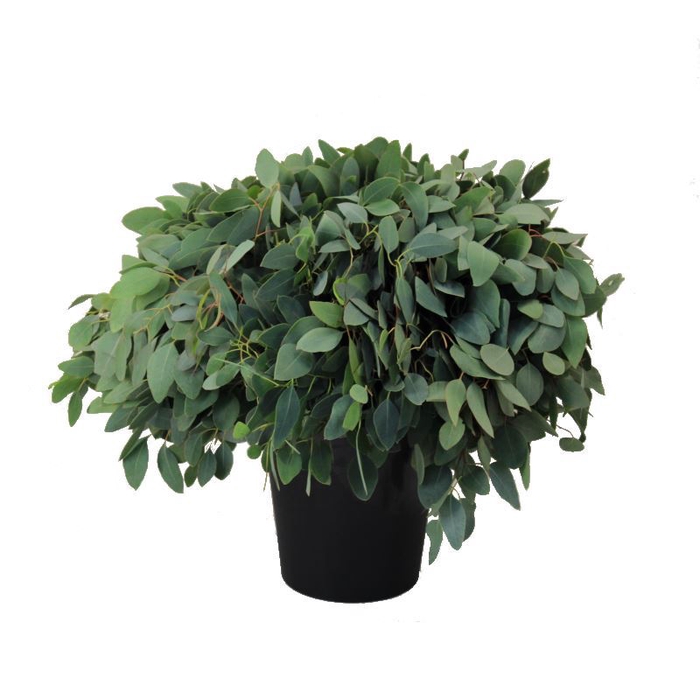 <h4>EUCALYPTUS POPULUS</h4>