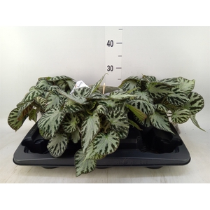 Begonia BD 'Silver Jewell'
