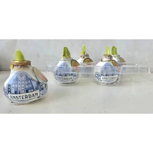 BLOEMBOL HIPPEASTRUM