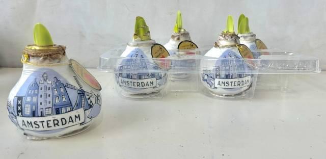 <h4>BLOEMBOL HIPPEASTRUM</h4>