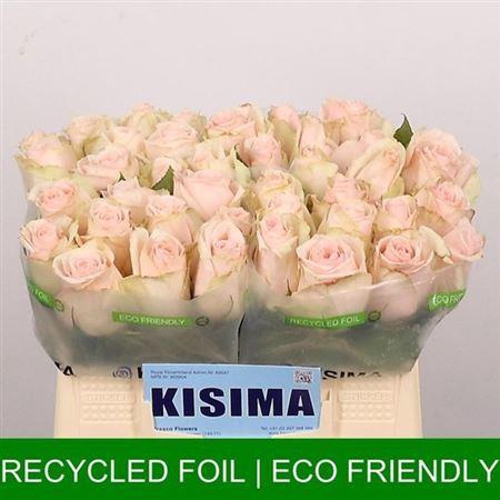 <h4>R Gr High & Bridal</h4>