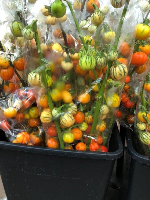 EGGPLANTS (AUBERGINE) ORANGE 1KG