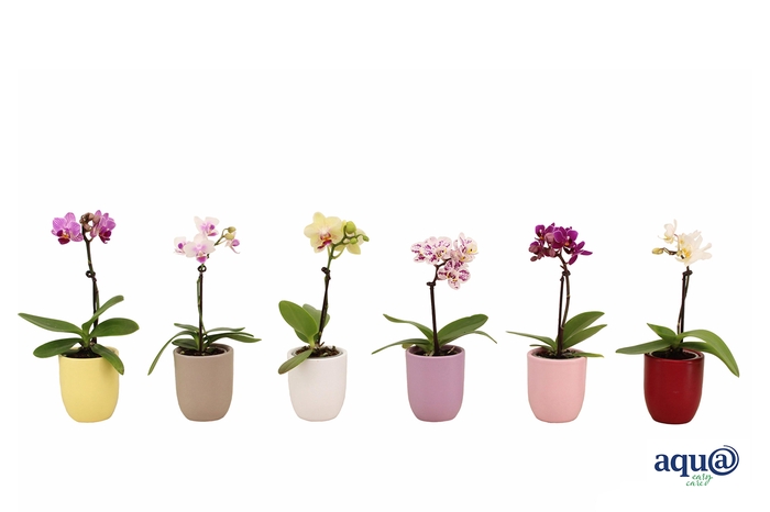 <h4>Hugo Paradise Mix Tiny Dolls Mix 1T7+ Aqu@</h4>