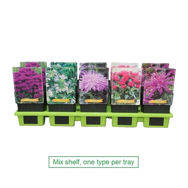 <h4>Monarda mix 6x10 srt. per laag P11</h4>