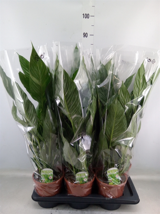 <h4>Spathiphyllum  'Diamond'</h4>