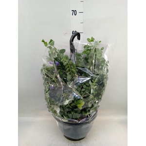 Convolvulus sab. 'Early Blue'