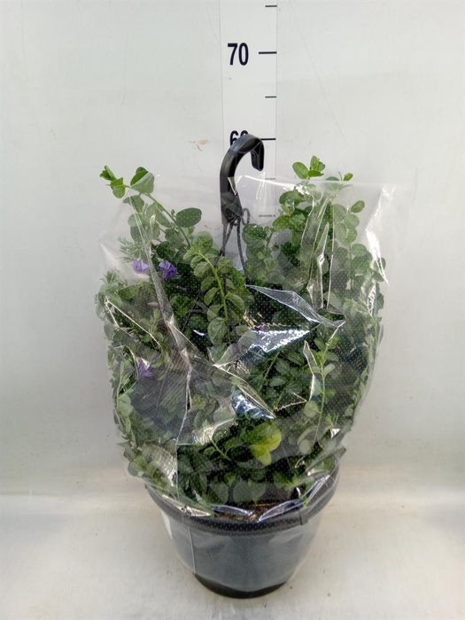 <h4>Convolvulus sab. 'Early Blue'</h4>