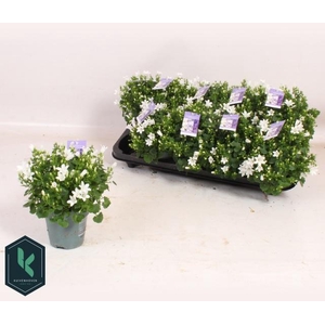 CAMP PORTENSCHLAGIAN