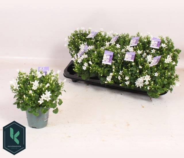 <h4>CAMP PORTENSCHLAGIAN</h4>