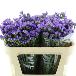 Limonium St Lavendel Birds X50