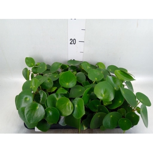 Peperomia polybotrya 'Raindrop'