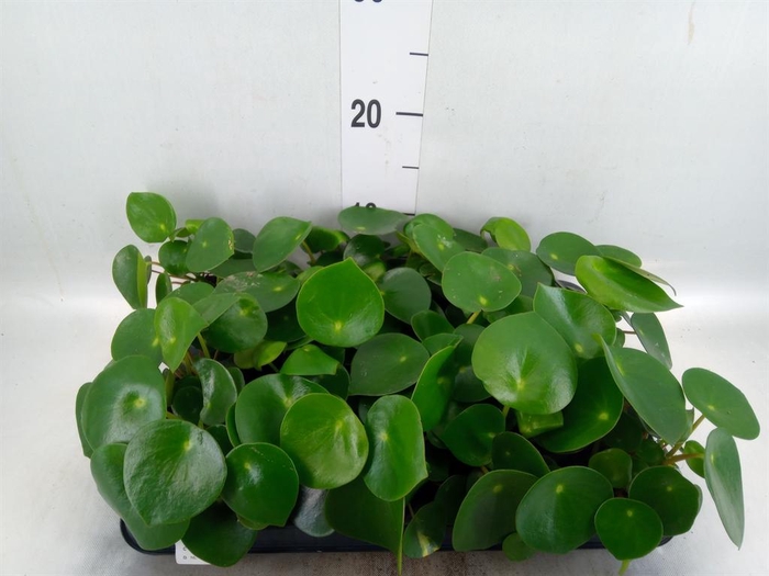 <h4>Peperomia polybotrya 'Raindrop'</h4>