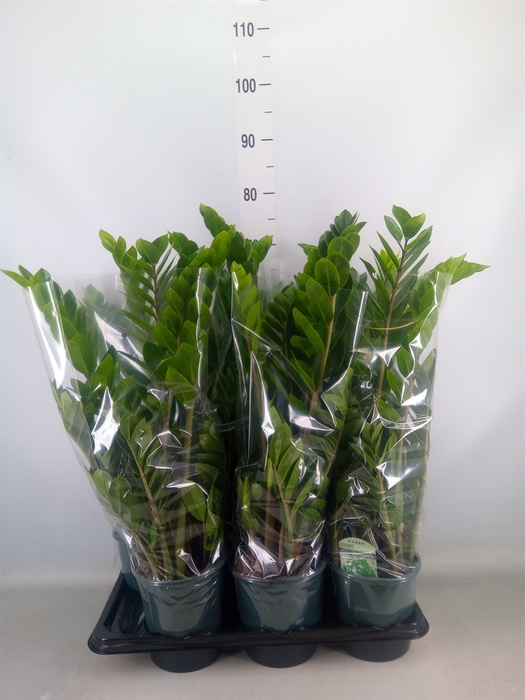 <h4>Zamioculcas zamiifolia</h4>