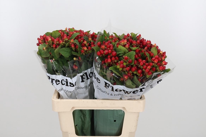 <h4>Hyp Mag Triumph</h4>