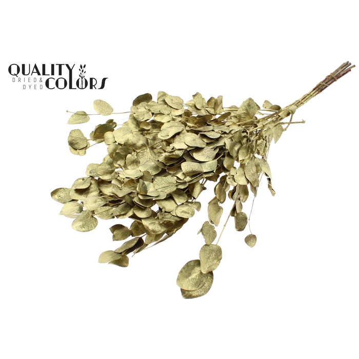 <h4>Eucalyptus Dried per bunch Gold</h4>