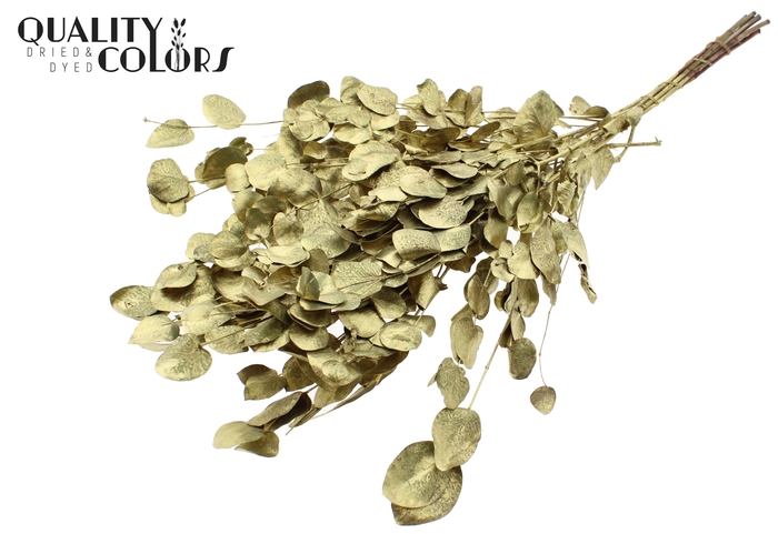 Eucalyptus Dried per bunch Gold