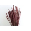 Dried Triticum X5 Bordeaux Bunch
