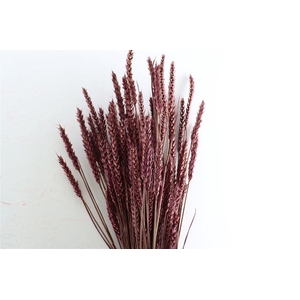 Dried Triticum X5 Bordeaux Bunch