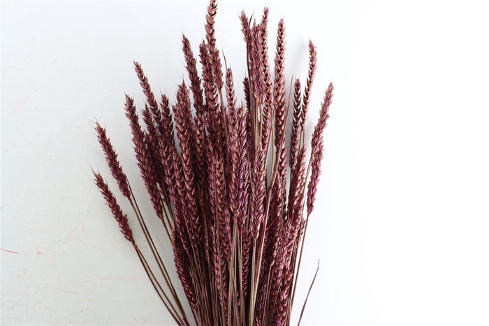 Dried Triticum X5 Bordeaux Bunch