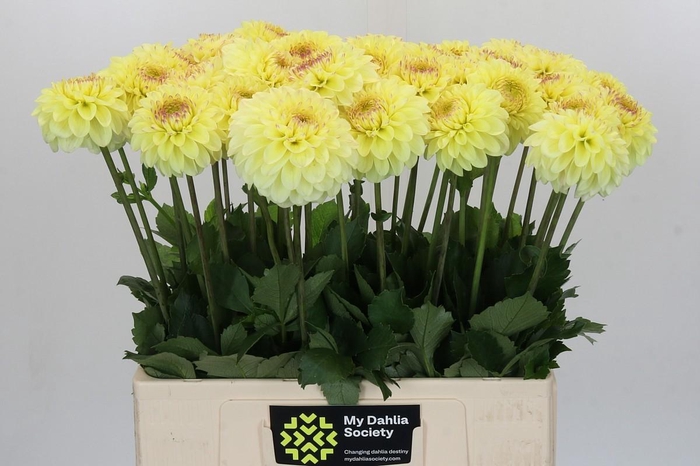 Dahlia Isa's Favourite