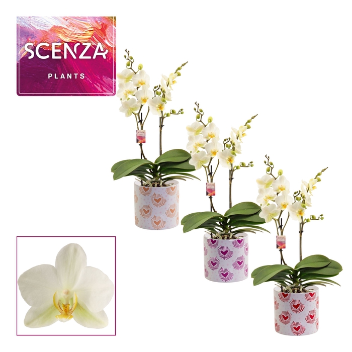 <h4>Phalaenopsis multiflora 2 tak Lausanne in Nine (Bubblicious-coll</h4>