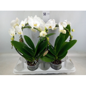 Phalaenopsis   ...