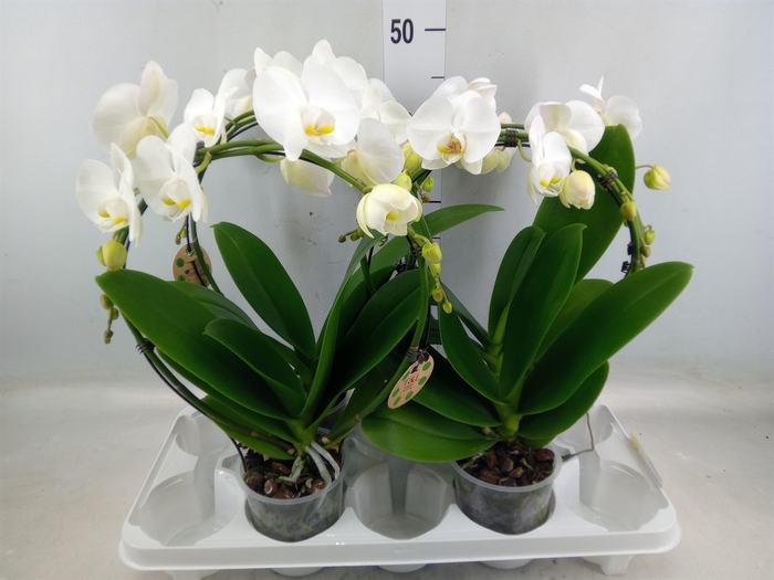 <h4>Phalaenopsis   ...</h4>