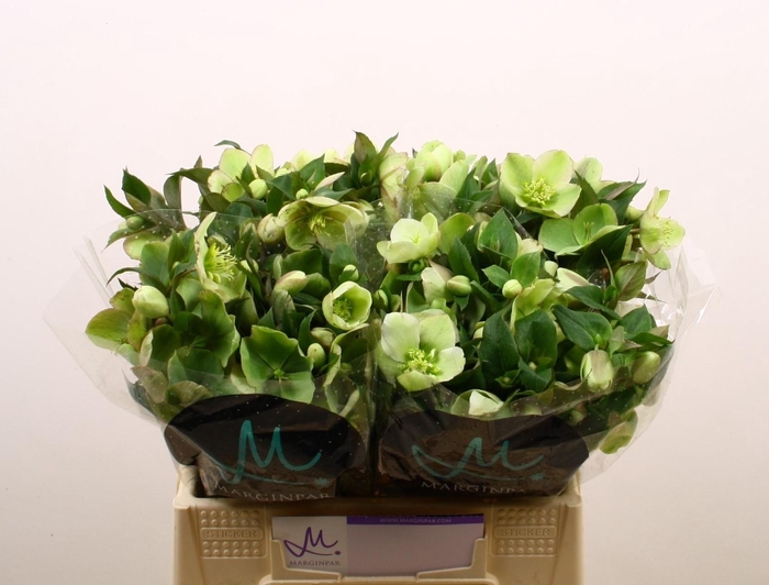 <h4>HELL MAMMOTH WHITE</h4>