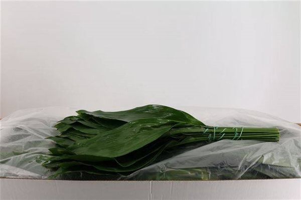 <h4>ASPIDISTRA</h4>