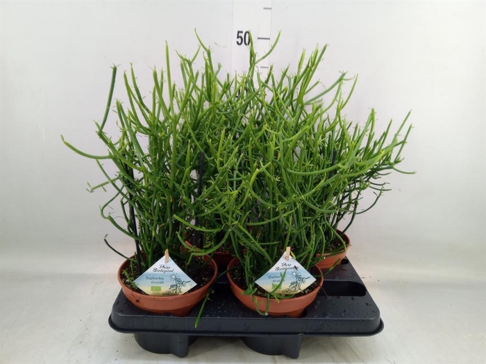 <h4>Euphorbia tirucalli</h4>