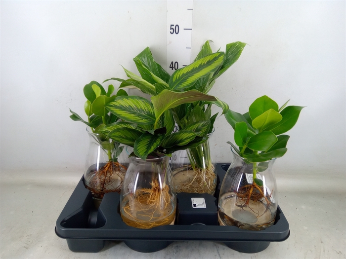 <h4>Planten  ..mix</h4>