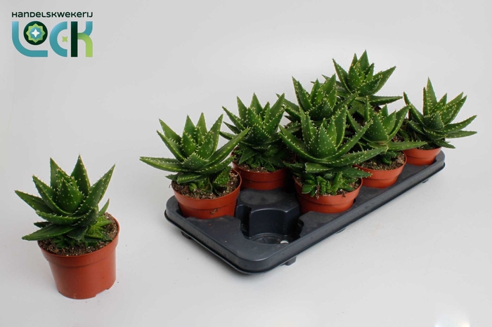 <h4>ALOE PERFOLIATA</h4>