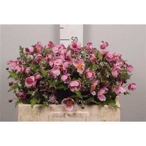 Anem Pink