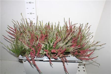 <h4>Callu Nova Gem 2 Kl</h4>