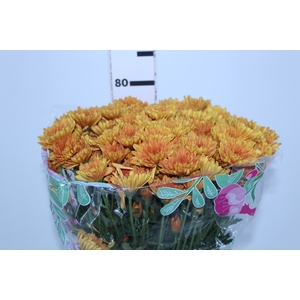 CRISANTEMO APPETIT 080 CM LARANJA