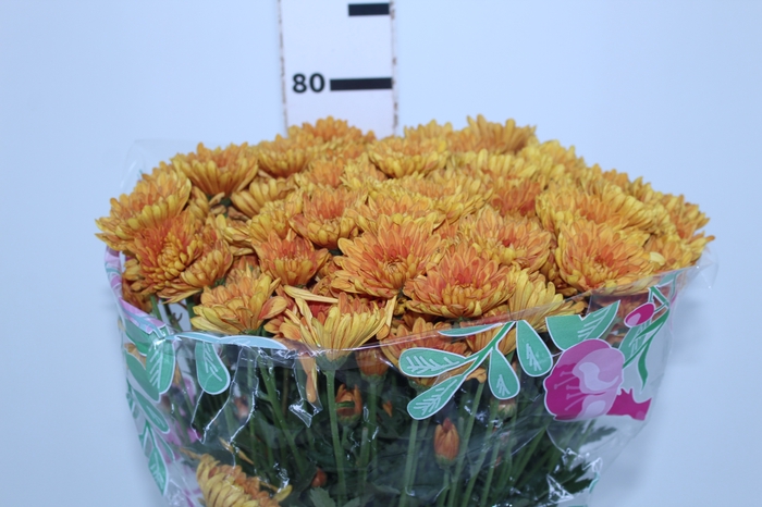 CRISANTEMO APPETIT 080 CM LARANJA